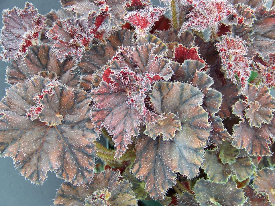 B. ‘Autumn Tapestry’